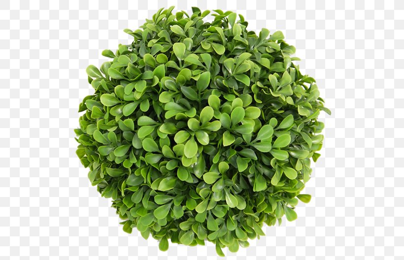 Lettuce Chives Spice Scallion Vegetable, PNG, 540x528px, Lettuce, Chives, Food, Garlic, Grass Download Free