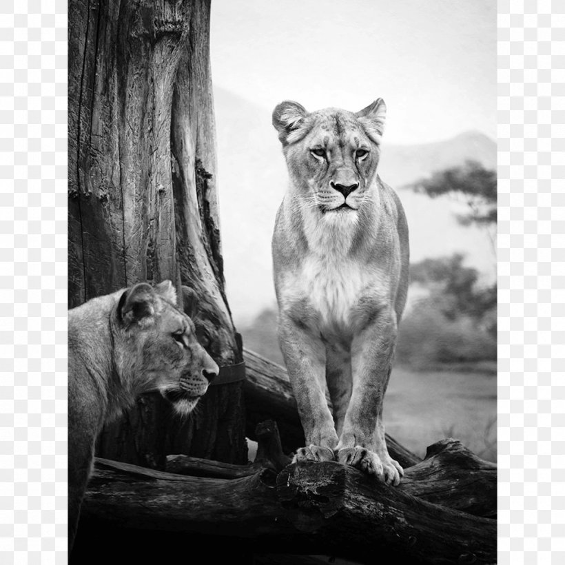 Lion Felidae Wildcat Safari Serengeti, PNG, 1000x1000px, Lion, Africa, Animal, Big Cats, Black And White Download Free