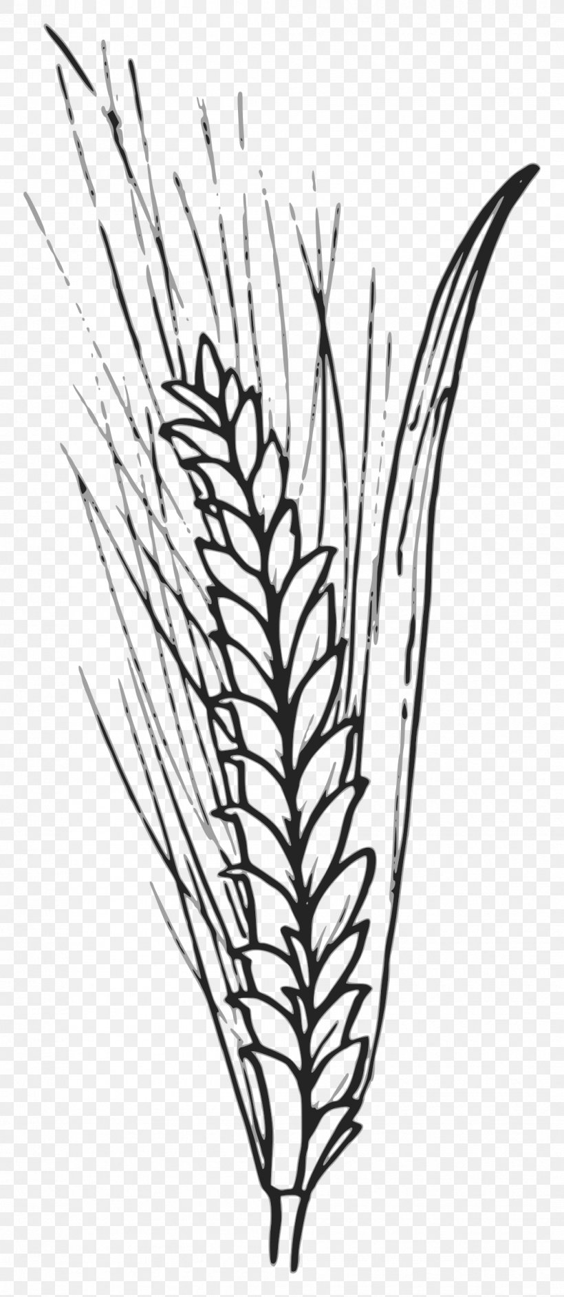 Wheat Grain Cereal Clip Art, PNG, 1045x2400px, Wheat, Artwork, Barley, Black And White, Branch Download Free