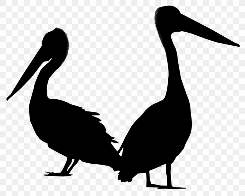 Pelican Goose Swans Bird Ducks, PNG, 1200x960px, Pelican, Adaptation, Beak, Bird, Black White M Download Free