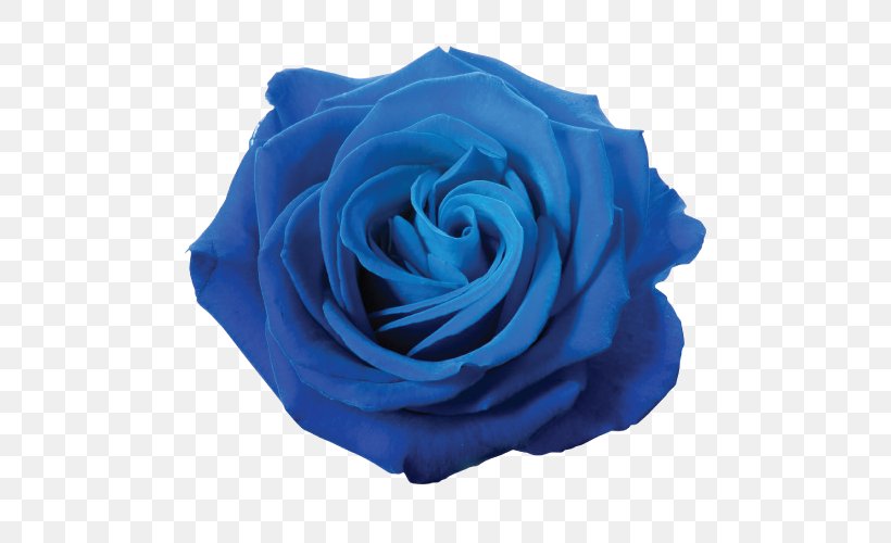 Blue Rose Clip Art, PNG, 500x500px, Rose, Blue, Blue Rose, Cobalt Blue, Color Download Free