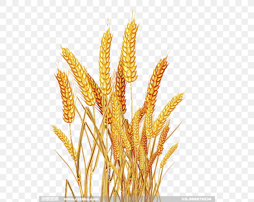 Emmer Rice Oryza Sativa Cereal, PNG, 568x650px, Emmer, Cereal, Cereal Germ, Commodity, Crop Download Free