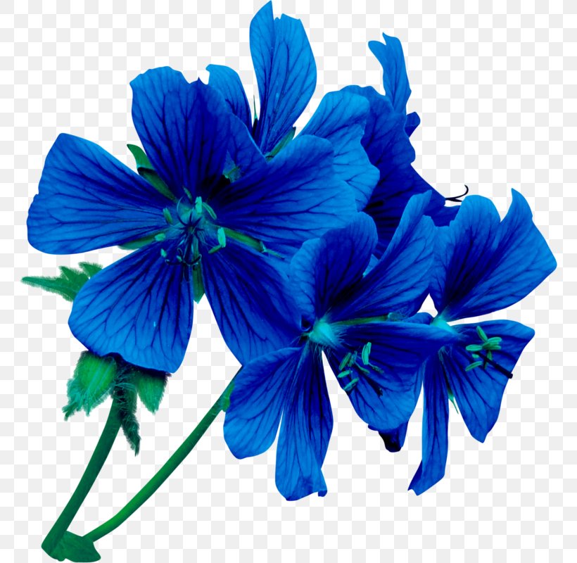 Flower Blue Rose Violet, PNG, 764x800px, Flower, Blue, Blue Rose, Cobalt Blue, Color Download Free