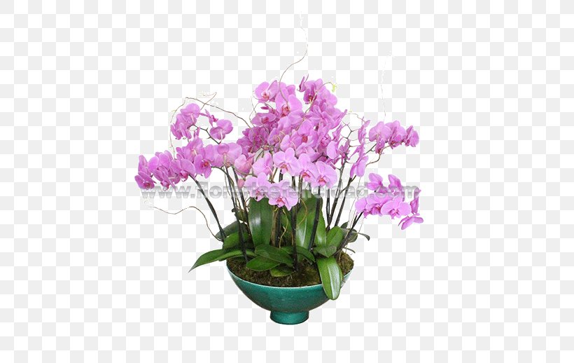 Moth Orchids Floral Design Cut Flowers Cattleya Orchids, PNG, 500x518px, Moth Orchids, Angel Flores, Artificial Flower, Birthday, Cattleya Download Free