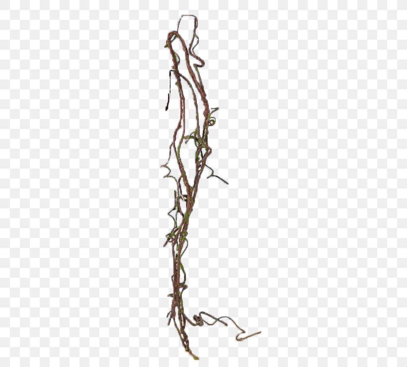 Vine Plant Tree Common Ivy, PNG, 741x740px, Vine, Bark, Branch, Climbing, Common Ivy Download Free