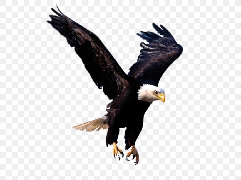 Bald Eagle Desktop Wallpaper Clip Art, PNG, 1024x768px, Bald Eagle, Accipitriformes, Beak, Bird, Bird Of Prey Download Free