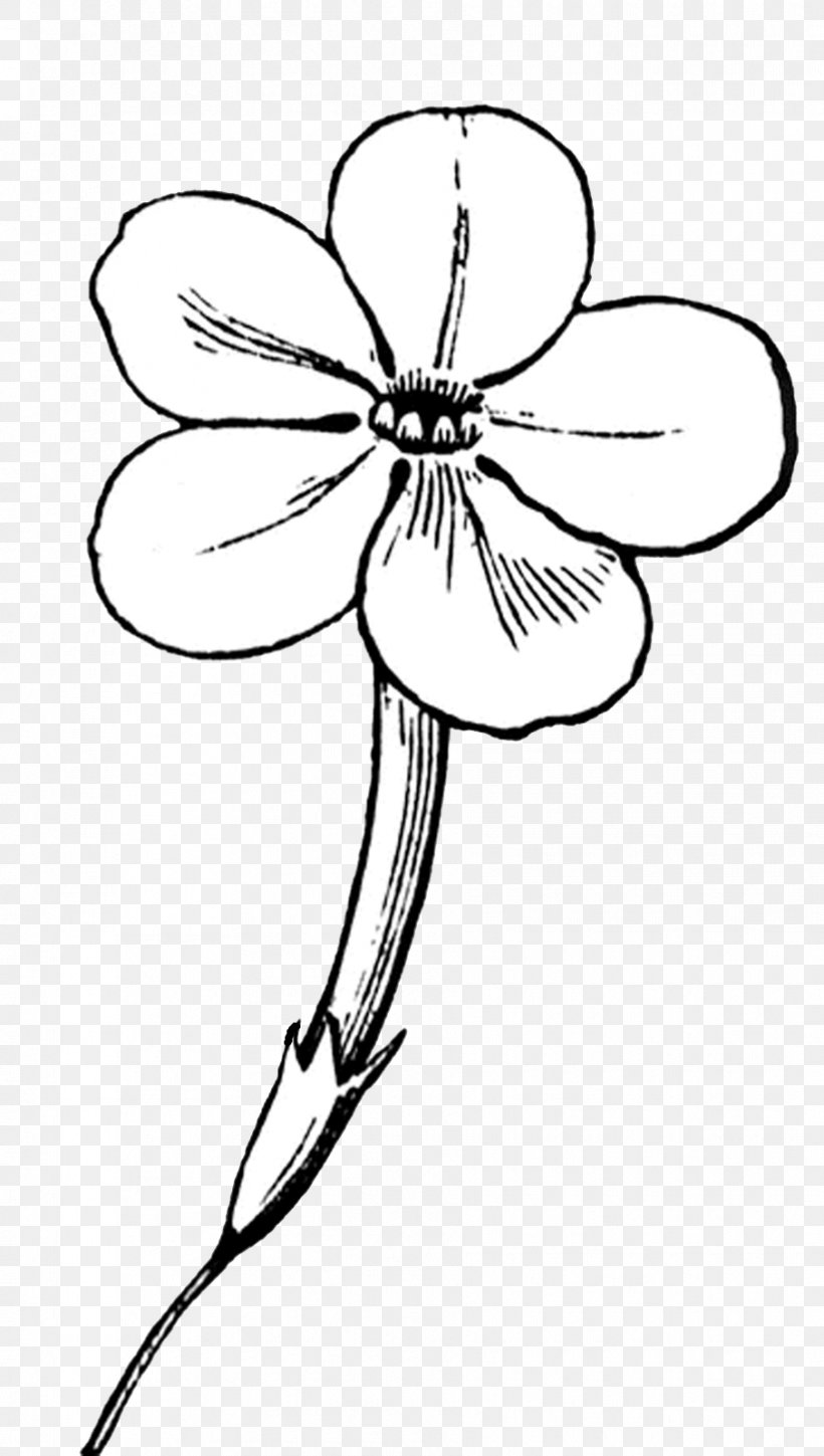 Flower Line Art Drawing Clip Art, PNG, 905x1600px, Flower, Area, Artwork, Black And White, Branch Download Free