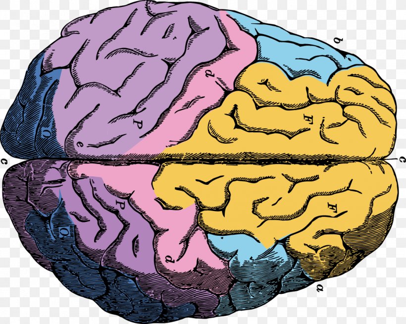 Human Brain Neuron Euclidean Vector, PNG, 1113x889px, Watercolor, Cartoon, Flower, Frame, Heart Download Free