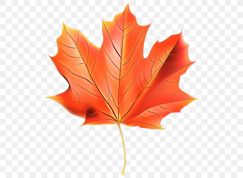 Maple Leaf, PNG, 548x600px, Cartoon, Black Maple, Deciduous, Leaf, Maple Leaf Download Free