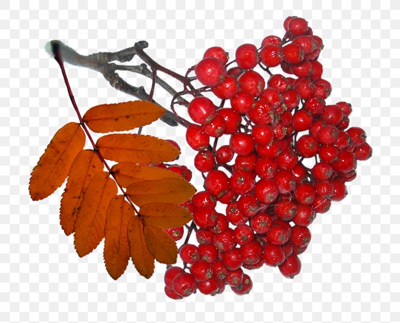 Mountain-ash Рябина Digital Image Clip Art, PNG, 800x663px, Mountainash, Berry, Digital Image, Food, Fruit Download Free