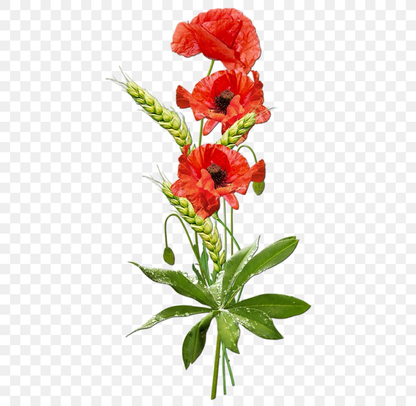 Clip Art Image Poppy Desktop Wallpaper, PNG, 430x800px, Poppy, Annual Plant, Carnation, Common Poppy, Cut Flowers Download Free