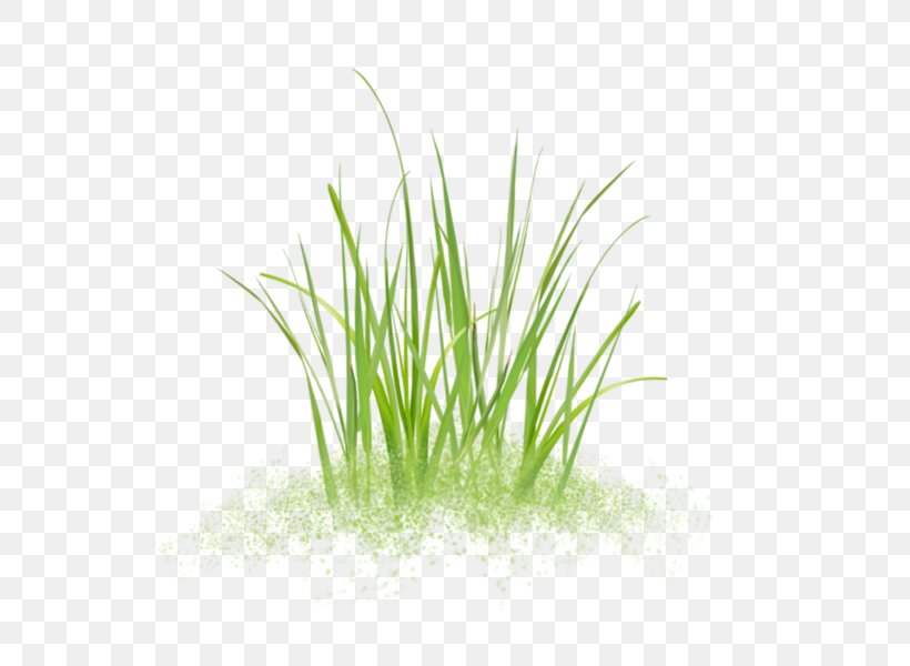 Sweet Grass Vetiver Plants Skunks Aquarium, PNG, 600x600px, Sweet Grass, Aquarium, Aquarium Decor, Chrysopogon, Chrysopogon Zizanioides Download Free