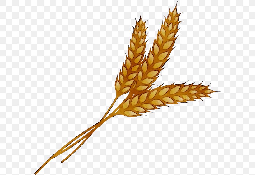 Clip Art Wheat Grain Cereal Barley, PNG, 600x563px, Wheat, Agriculture ...