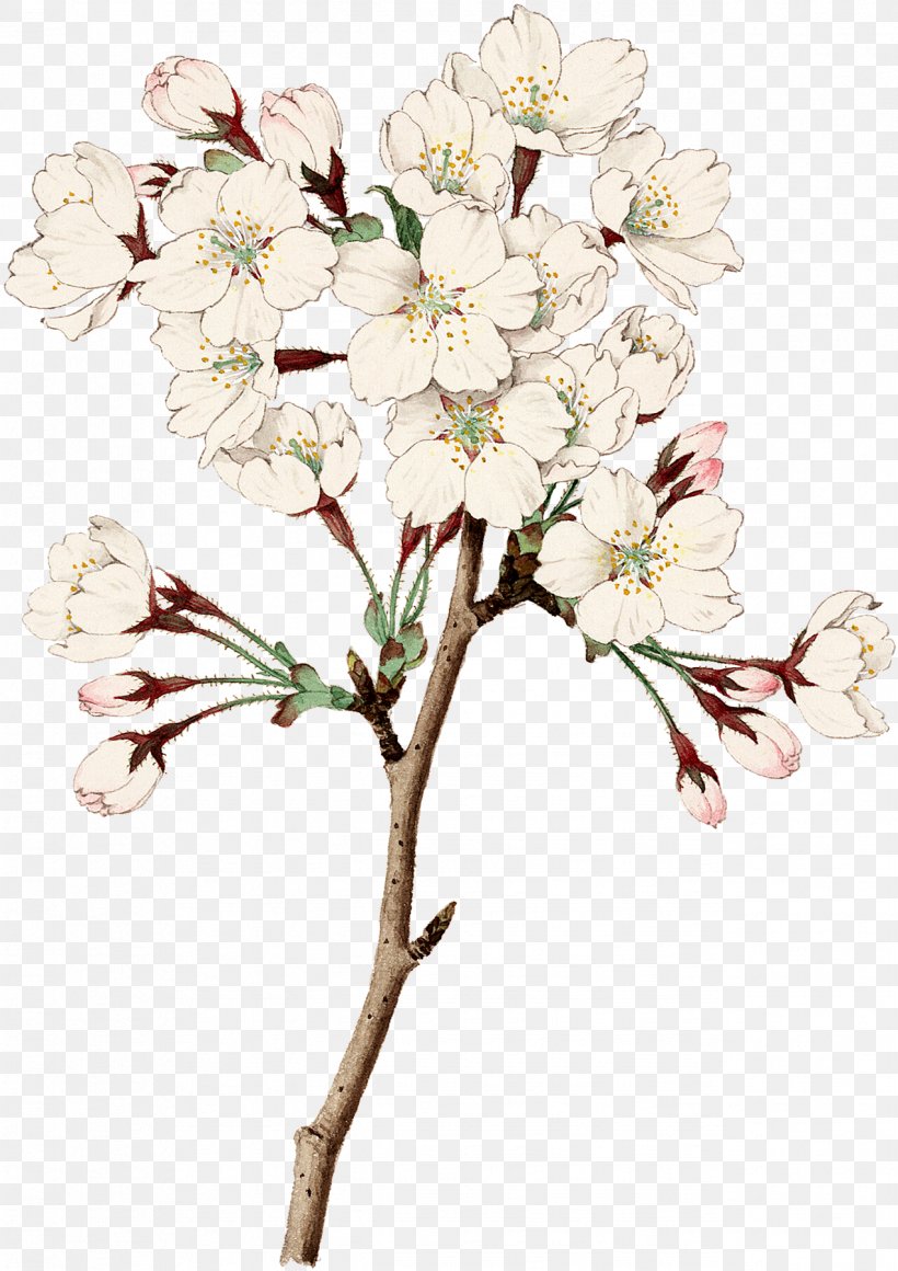 Floral Design Cut Flowers Cherry Blossom, PNG, 1272x1800px, Floral Design, Art, Blossom, Branch, Cherry Download Free