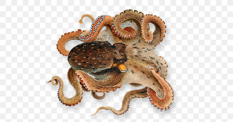 Octopus Squid Clip Art, PNG, 720x430px, Octopus, Cephalopod, Common Octopus, Data, Digital Media Download Free