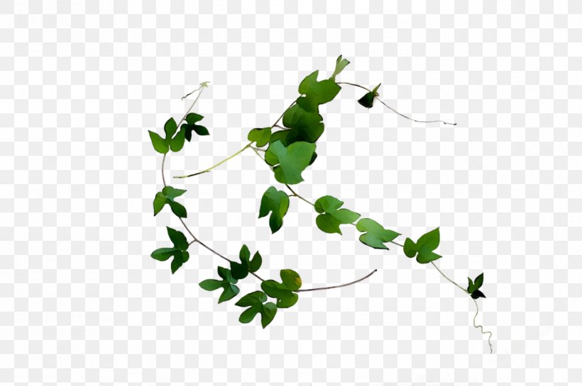 Twig Plant Stem Leaf Flower Line, PNG, 1269x844px, Twig, Botany, Branch, Flower, Flowering Plant Download Free