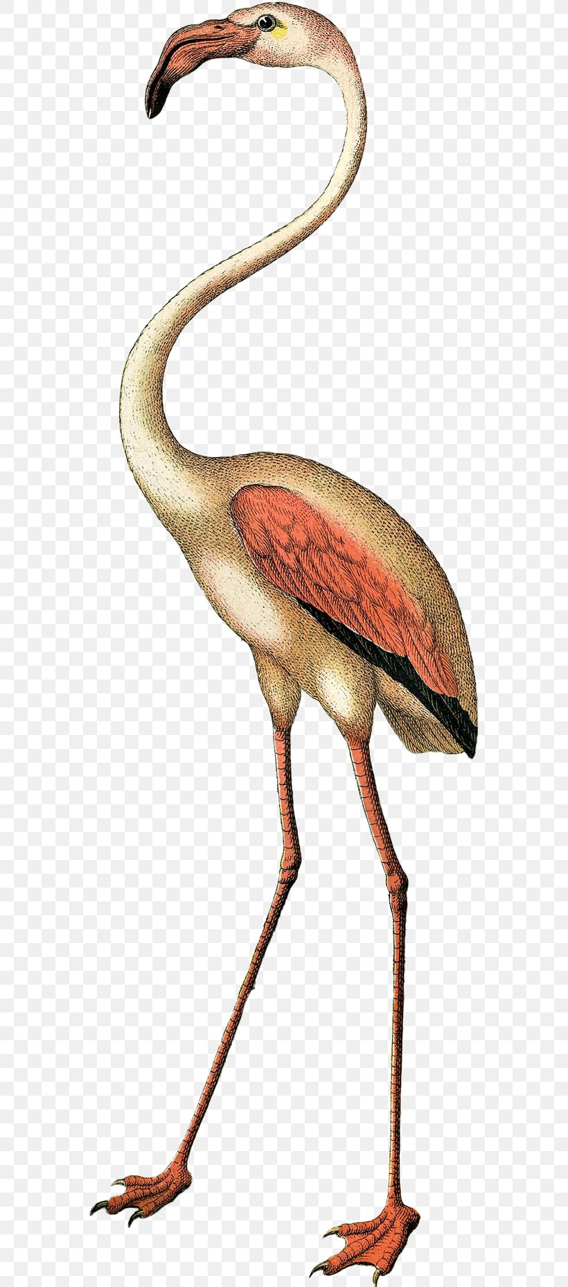 Bird Flamingo Clip Art, PNG, 564x1856px, Flamingo, Art, Beak, Bird, Crane Like Bird Download Free