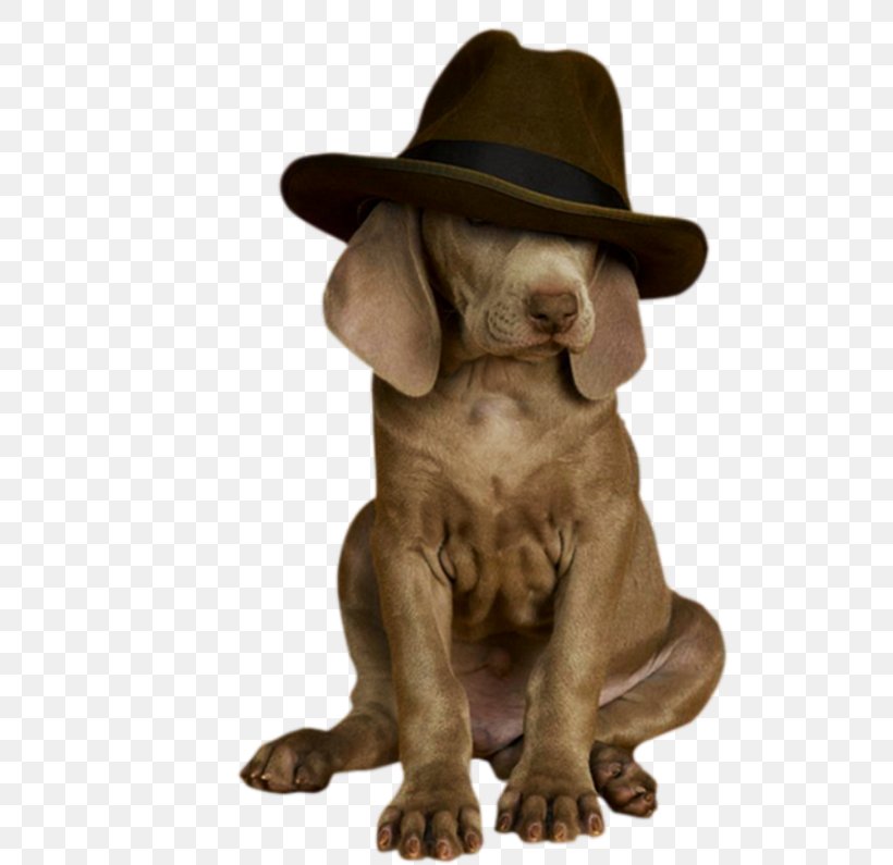 Dog Breed Puppy Weimaraner Puppies Sporting Group, PNG, 600x795px, Dog Breed, Animal, Breed, Carnivoran, Color Photography Download Free