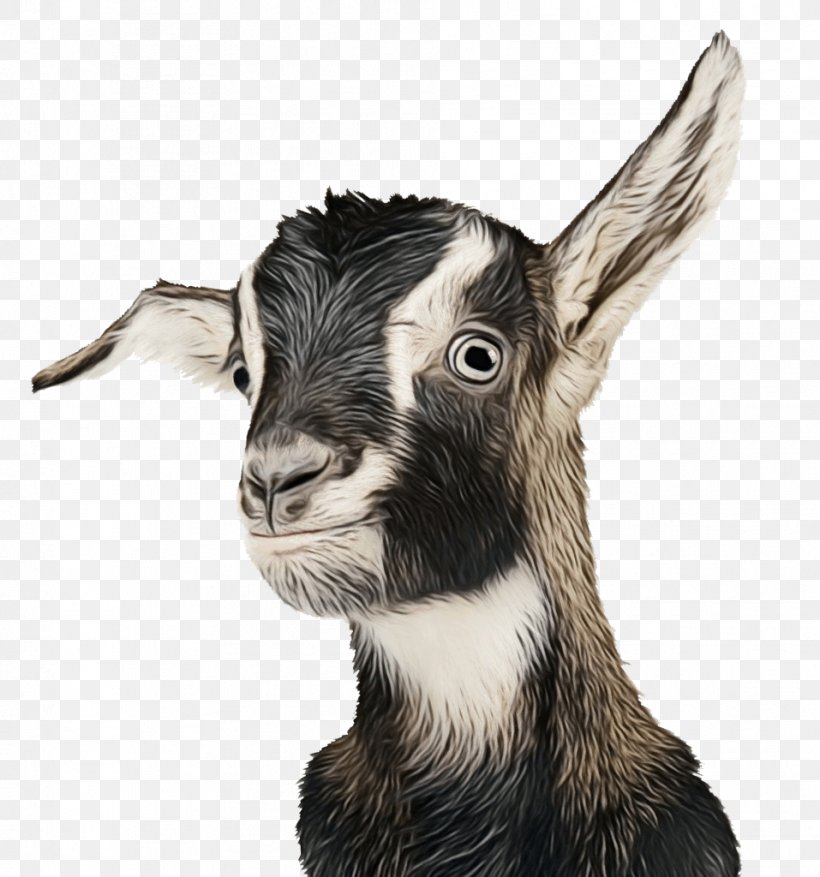 Feral Goat Vanderbilt Kennedy Center Autism Research, PNG, 957x1024px, Goat, Autism, Autistic Spectrum Disorders, Blackandwhite, Chamois Download Free