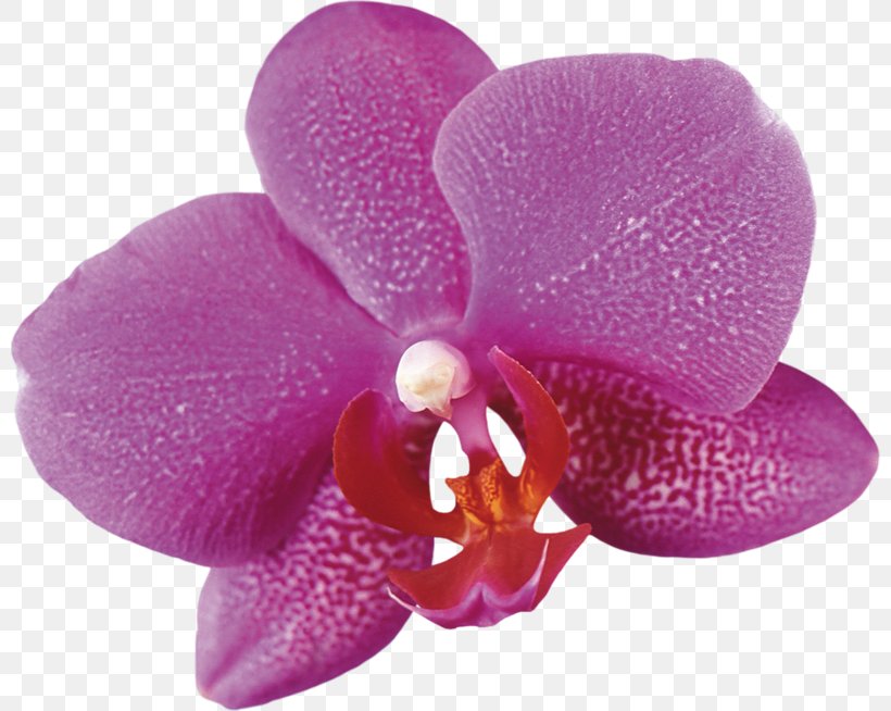 Moth Orchids Flower Plant Clip Art, PNG, 800x654px, Moth Orchids, Common Sunflower, Cut Flowers, Flower, Flower Bouquet Download Free