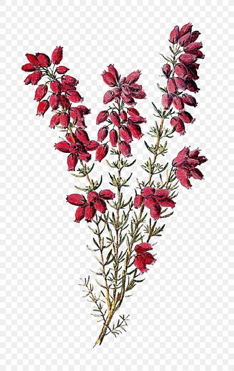 Calluna Drawing Flower Tattoo Botany, PNG, 997x1582px, Calluna, Botanical Illustration, Botany, Conifer Cone, Drawing Download Free