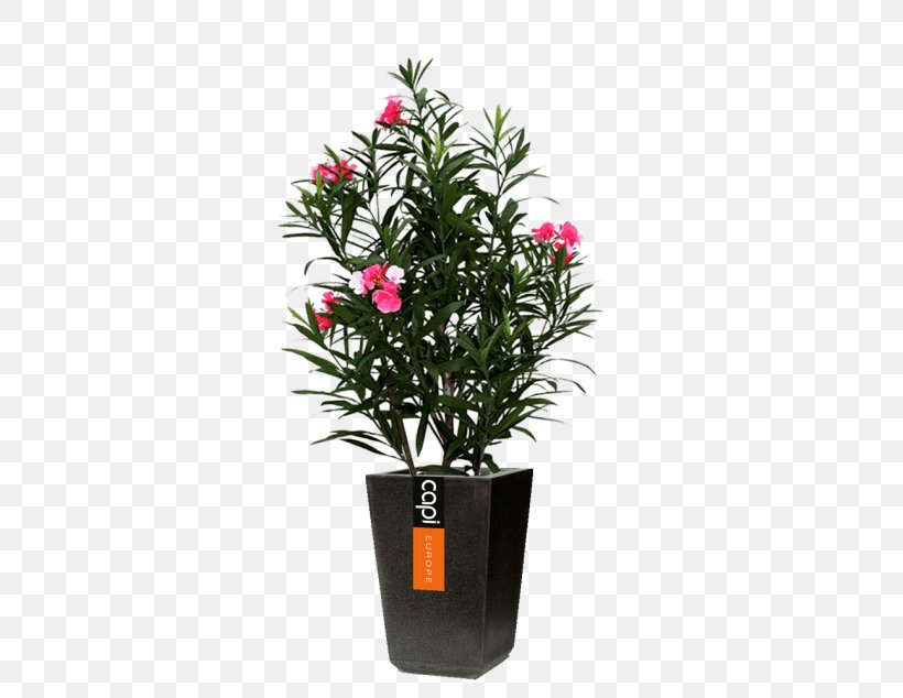 Flowerpot Houseplant Hidrokültür Wood, PNG, 634x634px, Flowerpot, Bedroom, Caryota, Caryota Mitis, Cut Flowers Download Free