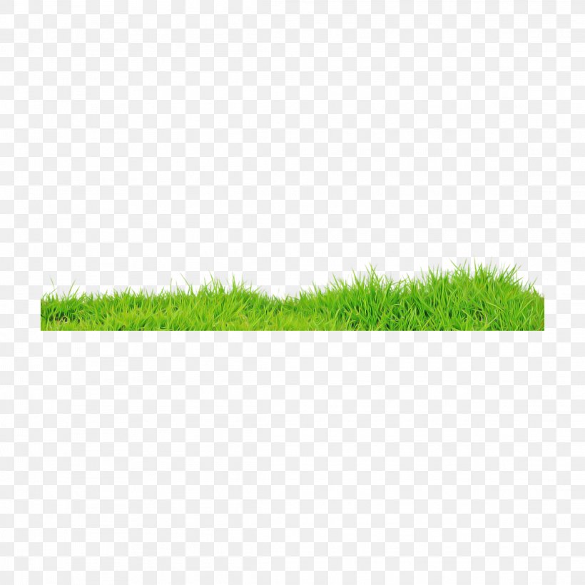 Green Grass Lawn Plant Grass Family, PNG, 2289x2289px, Green, Artificial Turf, Grass, Grass Family, Lawn Download Free