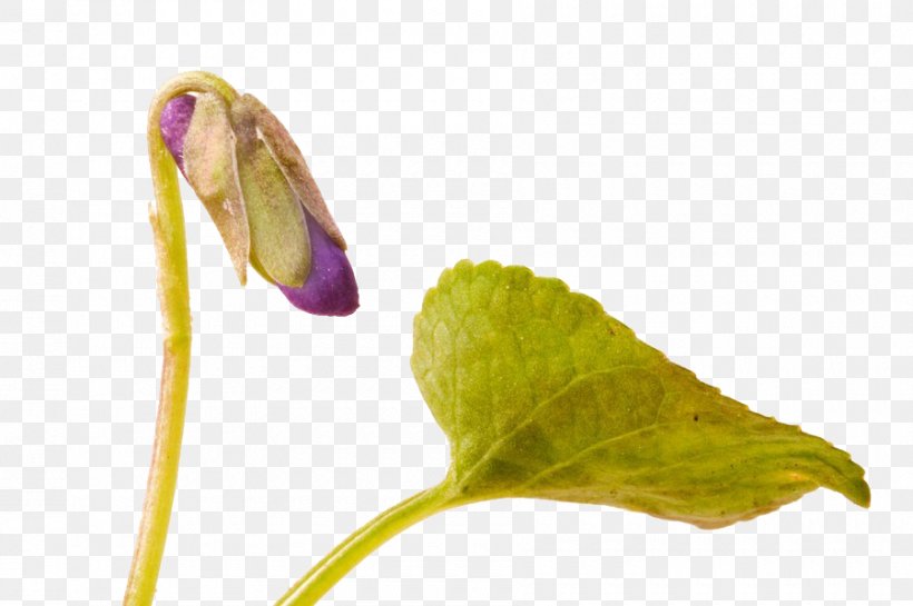 Insect Close-up Plant Stem, PNG, 900x599px, Insect, Bud, Closeup, Flower, Organism Download Free