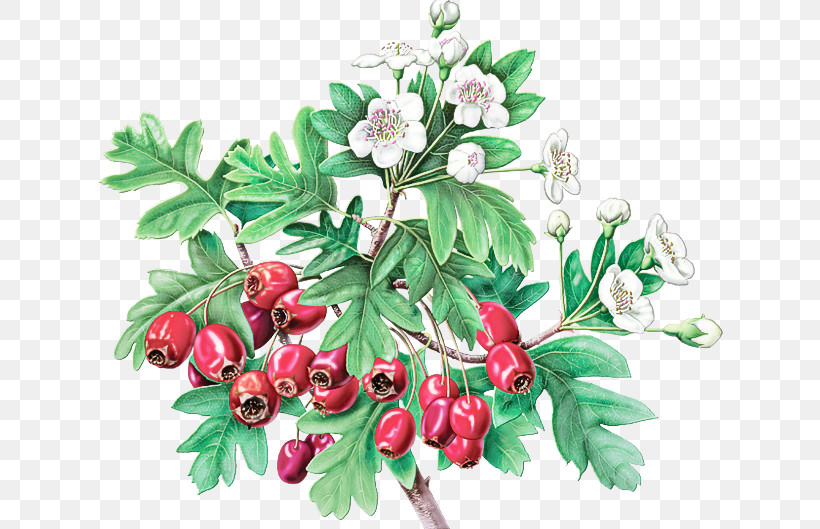 Plant Flower Hawthorn Tree Leaf, PNG, 682x529px, Plant, Arctostaphylos, Arctostaphylos Uvaursi, Berry, Branch Download Free