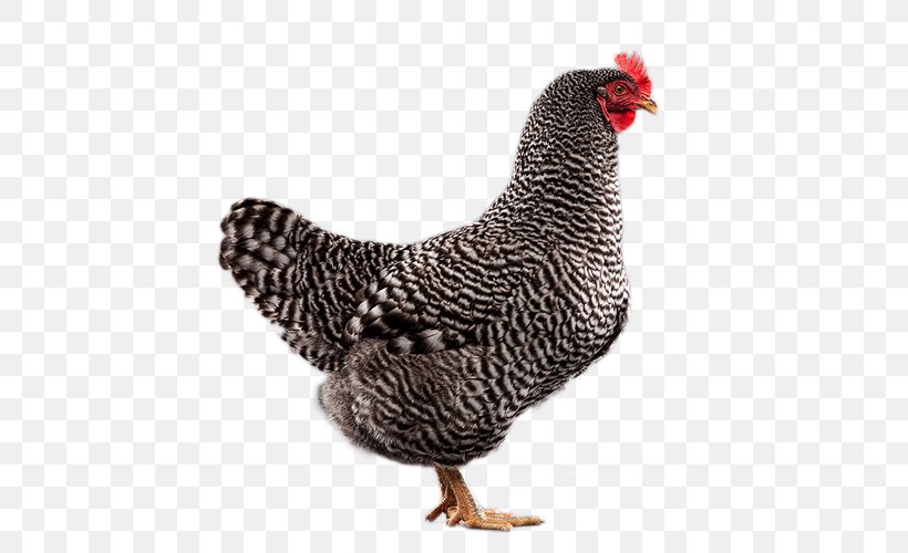 Rooster Plymouth Rock Chicken Leghorn Chicken Sussex Chicken ISA Brown, PNG, 500x500px, Rooster, Beak, Bird, Breed, Chicken Download Free