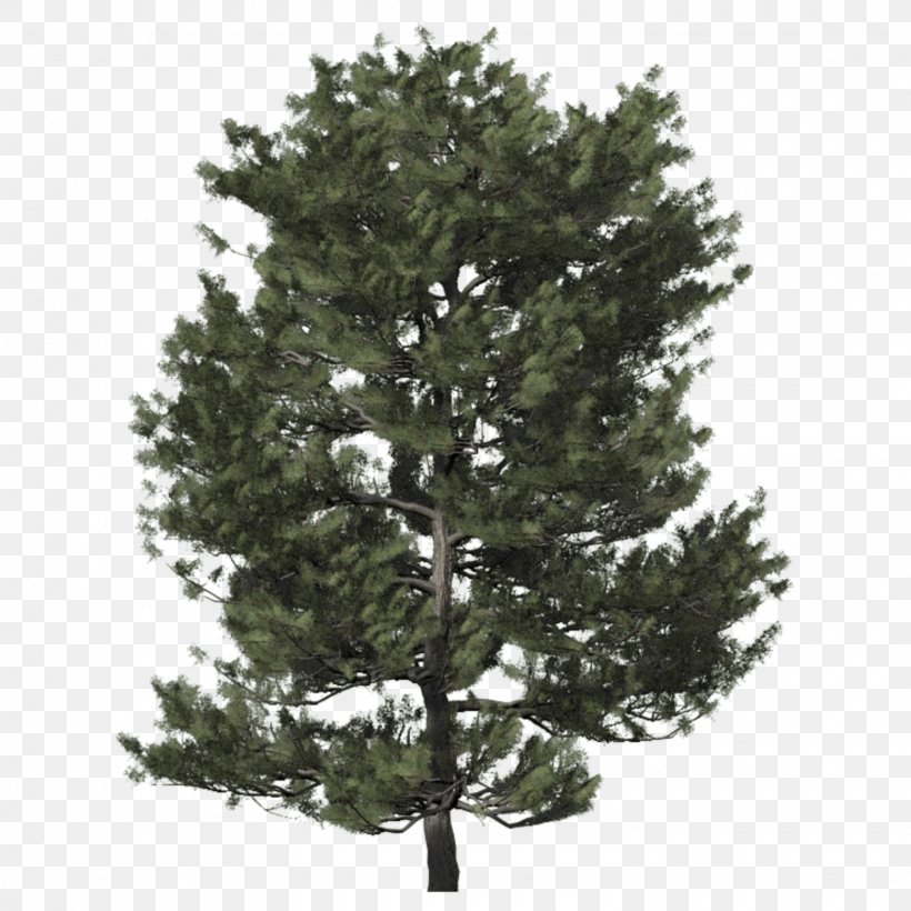 Spruce Christmas Tree Fir Christmas Day, PNG, 1560x1560px, Spruce, Biome, Branch, Branching, Christmas Day Download Free