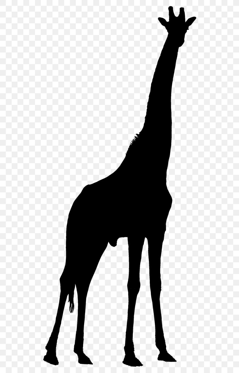 Clip Art Northern Giraffe Okapi, PNG, 569x1280px, Northern Giraffe, Cartoon, Giraffe, Okapi, Silhouette Download Free