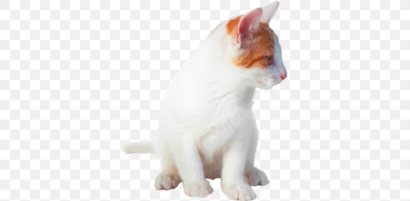 Domestic Short-haired Cat Kitten Turkish Van Japanese Bobtail Aegean Cat, PNG, 333x403px, Domestic Shorthaired Cat, Aegean Cat, Animal, Carnivoran, Cat Download Free