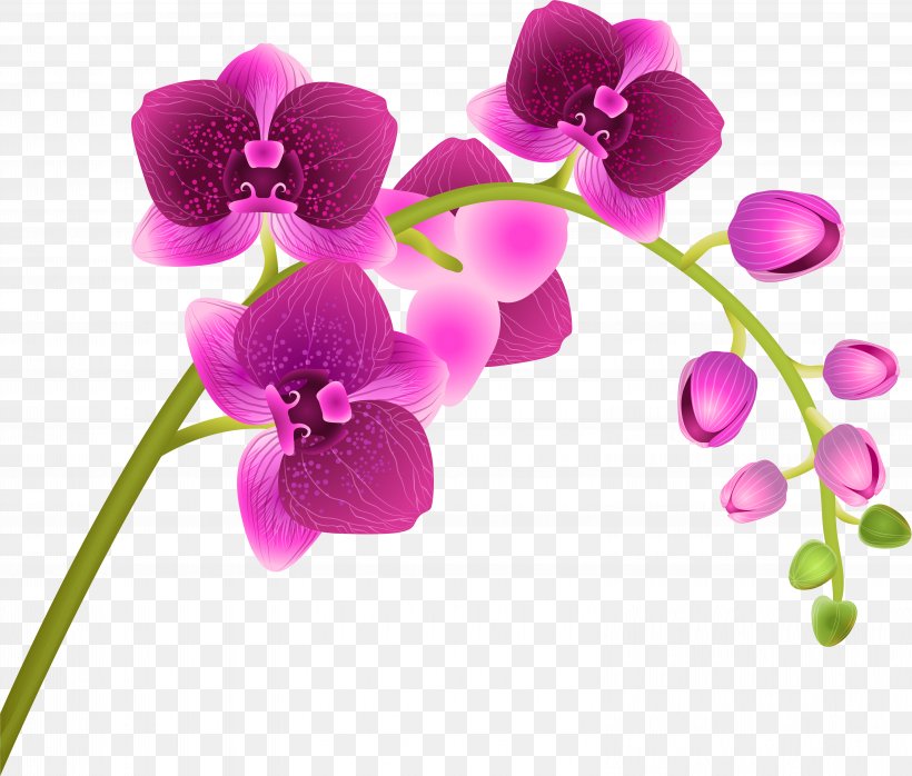 Flower Moth Orchid Petal Violet Pink, PNG, 6215x5295px, Flower, Magenta, Moth Orchid, Petal, Pink Download Free