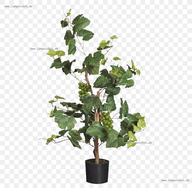 Flowerpot Houseplant Plant Stem Branching, PNG, 800x800px, Flowerpot, Branch, Branching, Evergreen, Flowering Plant Download Free
