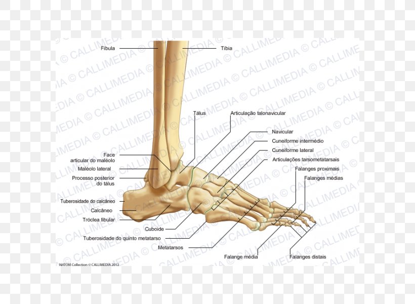 Foot Human Anatomy Bone Joint, PNG, 600x600px, Watercolor, Cartoon ...