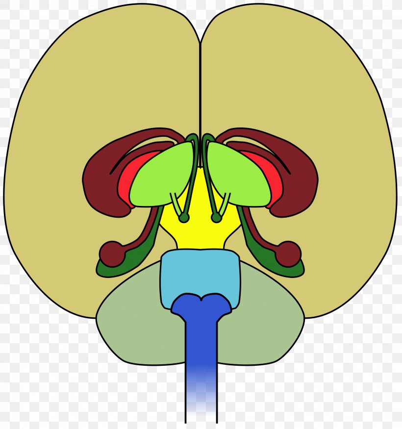 Human Brain Frontal Lobe Diagram Clip Art, PNG, 2249x2400px, Watercolor, Cartoon, Flower, Frame, Heart Download Free