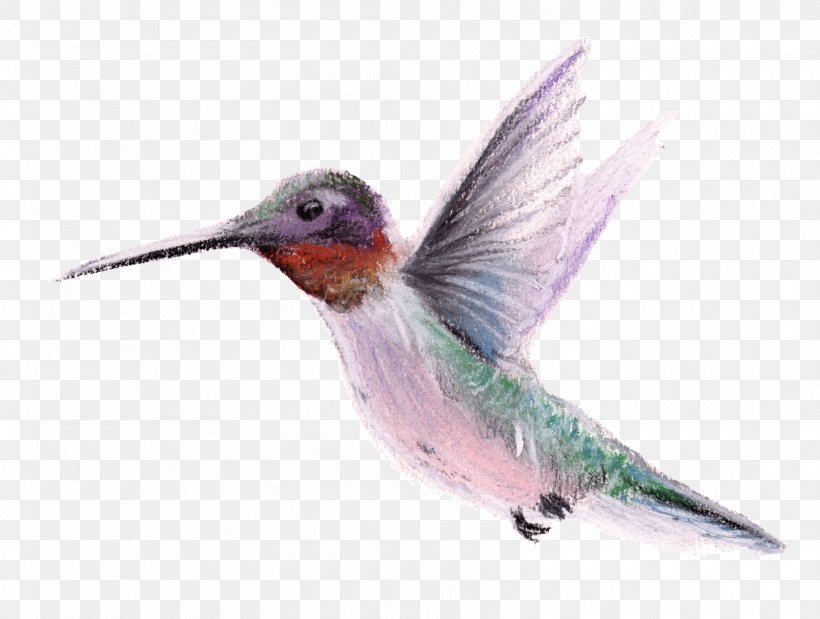 Hummingbird Beak Fauna Wing, PNG, 1600x1208px, Bird, Beak, Fauna, Feather, Hummingbird Download Free