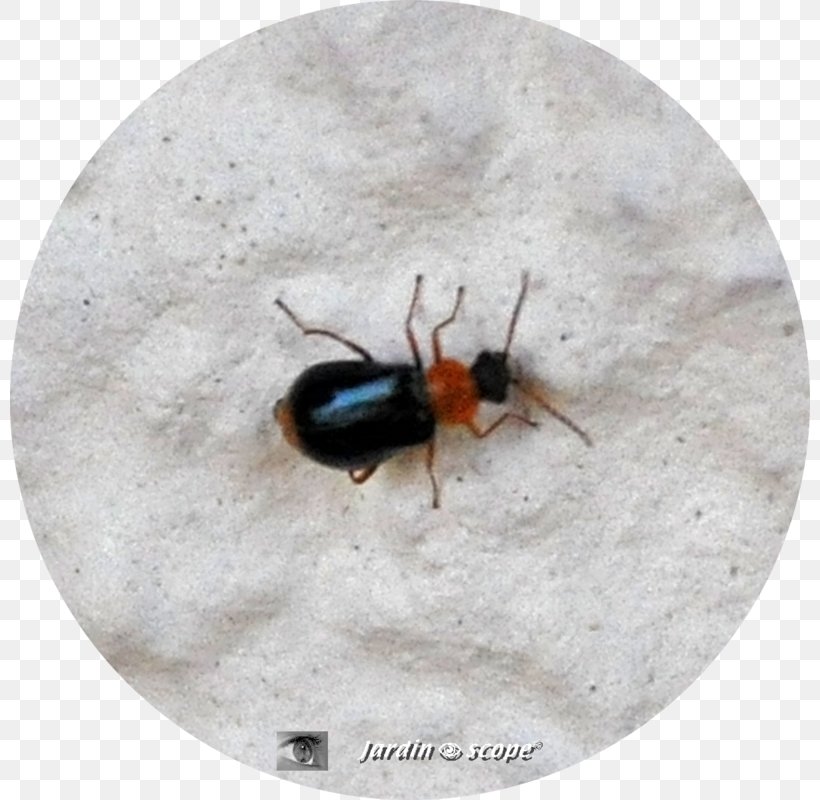 Leaf Beetle Gastrophysa Polygoni Green, PNG, 800x800px, Beetle, Antenna, Arthropod, Bein, Black Download Free