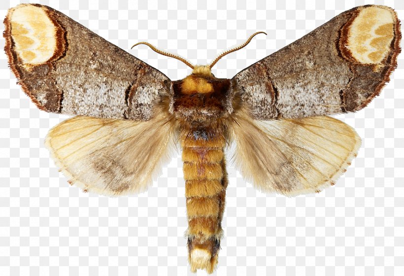 Polia Nebulosa Ghost Moths Pale Tussock Butterflies And Moths, PNG, 1146x783px, Butterflies And Moths, Arthropod, Bombycidae, Caterpillar, Hawk Moths Download Free