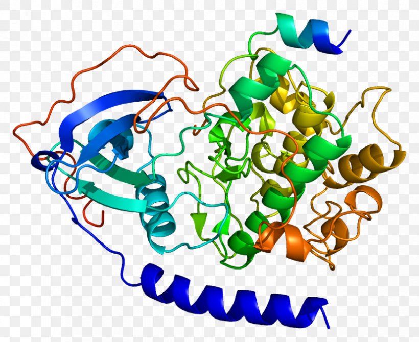 PRKACA Protein Kinase A PRKACB Protein Subunit, PNG, 828x677px, Protein Kinase A, Akinaseanchoring Protein, Area, Artwork, Chromosome 19 Download Free
