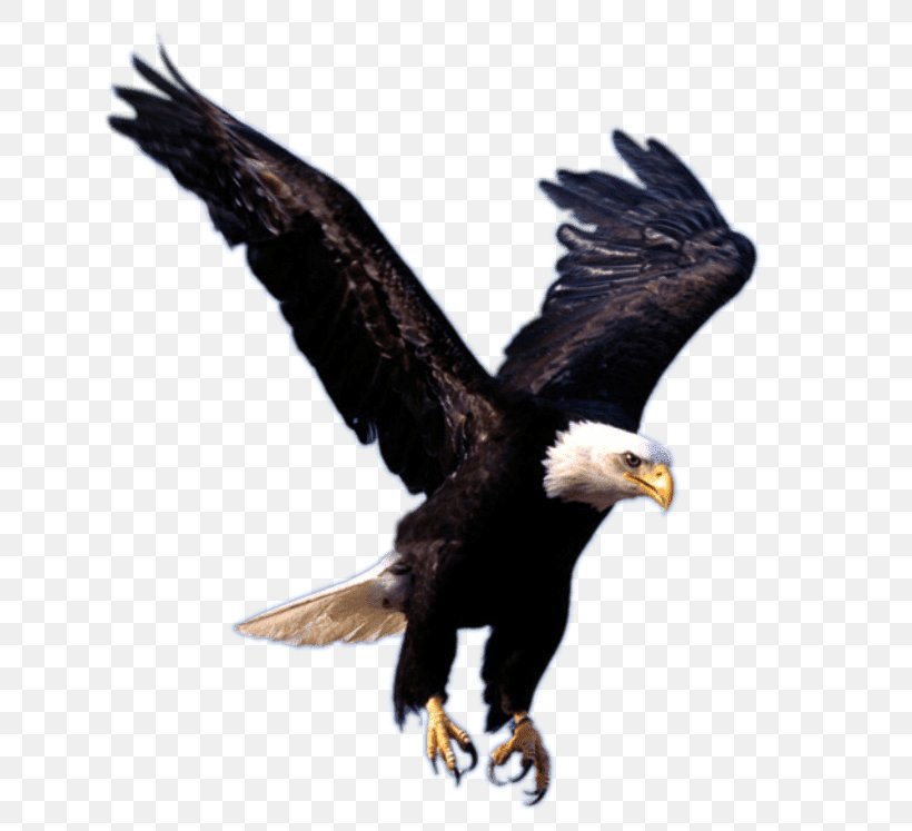 Bald Eagle Clip Art, PNG, 696x747px, Bald Eagle, Accipitriformes, Beak, Bird, Bird Of Prey Download Free