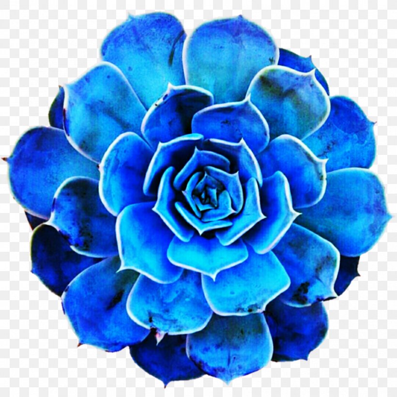 Blue Rose Blue Rose Cobalt Blue Turquoise, PNG, 894x894px, Blue, Azure, Blue Rose, Cobalt Blue, Cut Flowers Download Free