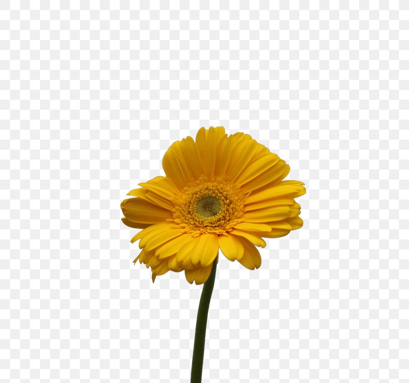 Common Sunflower Cut Flowers Transvaal Daisy Daisy Family, PNG, 512x768px, Flower, Anthurium Andraeanum, Common Sunflower, Cut Flowers, Daisy Family Download Free