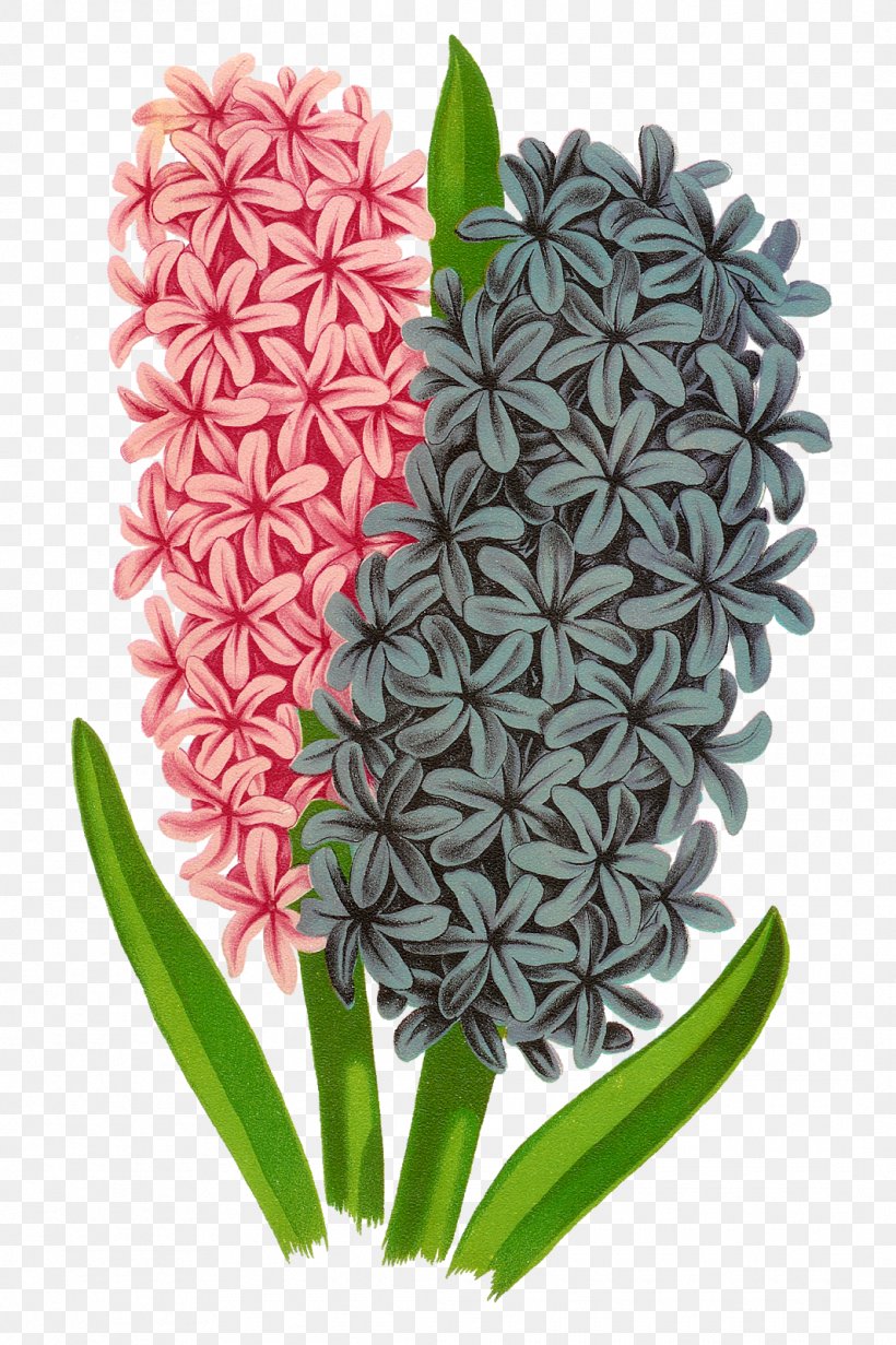 Flower Hyacinthus Orientalis Drawing Clip Art, PNG, 1065x1600px, Flower, Drawing, Flower Bouquet, Flowering Plant, Flowerpot Download Free