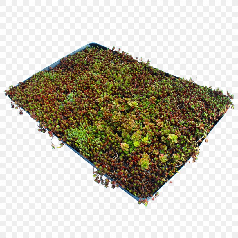 Lawn Groundcover Garden Sod Stonecrop, PNG, 1000x1000px, Lawn, Business, Garden, Grass, Groundcover Download Free