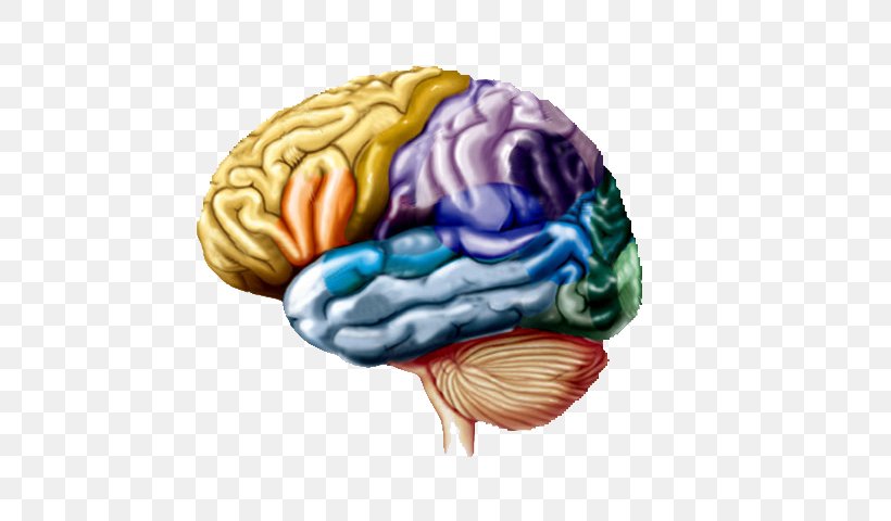 Lobes Of The Brain Cerebral Hemisphere Frontal Lobe Parietal Lobe, PNG, 640x480px, Watercolor, Cartoon, Flower, Frame, Heart Download Free