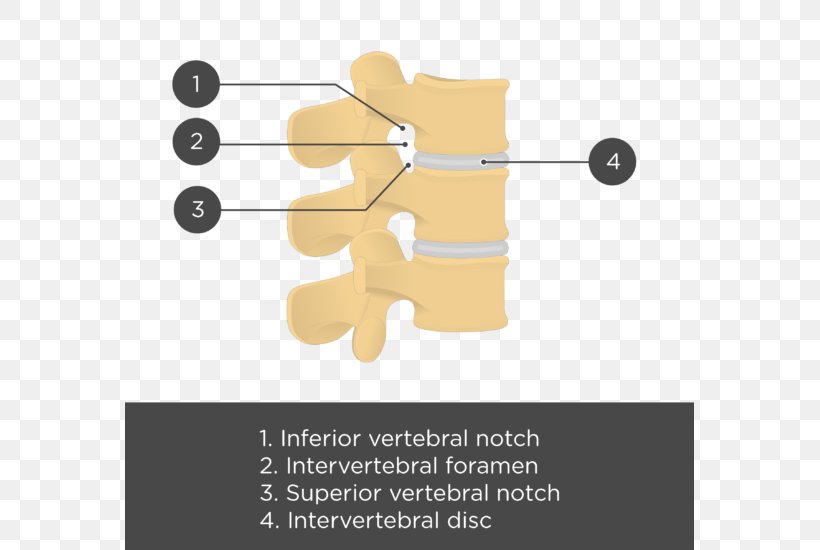 Joint Lumbar Vertebrae Vertebral Column Anatomy, PNG, 569x550px, Joint, Anatomy, Articular Processes, Axis, Bone Download Free