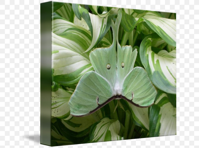 Leaf Luna Moth Duvet Clothing, PNG, 650x610px, Leaf, Clothing, Craft Magnets, Duvet, Flora Download Free