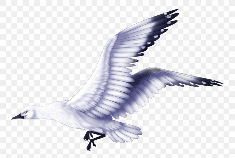 Eagle Bird Beak Cygnini Feather, PNG, 1024x691px, Eagle, Animal, Beak, Bird, Bird Of Prey Download Free